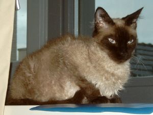 실 포인트 롱헤어 라펌