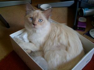 라일락 포인트 라펌 스트레이트 헤어 변종