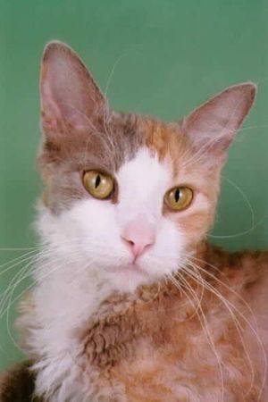 챔피언 울루루 BC 오마스테 포 오브 퀸컨스, 라일락 토티 & 화이트 롱헤어 라펌