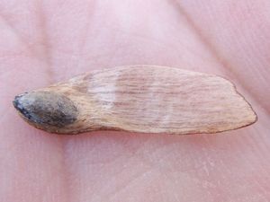 날개가 달린 소나무 종자