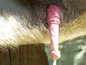 하마드리아스개코원숭이의 음경