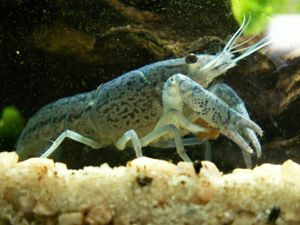 미국가재과: 프로캄바루스 알레니