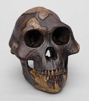 두 개의 A. afarensis 두개골