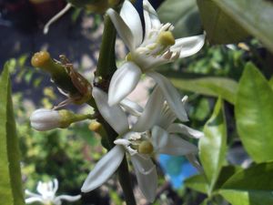 라임 꽃봉오리와 꽃과 어린 과일