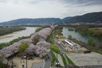 요도가와 가센 공원 세와리테이 벚꽃 가로수길