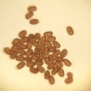 봉황목의 꽃가루 사진