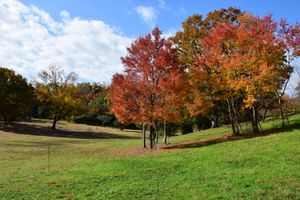 오다카 녹지(大高緑地)