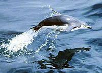 수면에서 뛰어오르는 턱끈펭귄