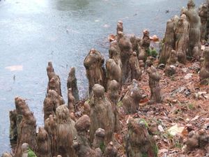 낙우송의 공기뿌리(호흡근)