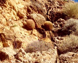 버진리버 협곡의 선인장