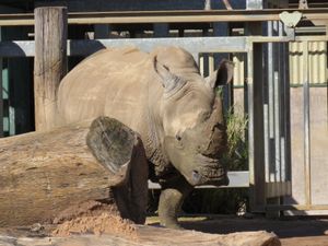30년 넘게 퍼스 동물원에 살고 있는 흰코뿔소 수컷 멤피스