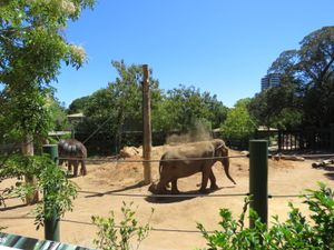 퍼마이와 트리샤 (1957-2022)가 동물원의 암컷 아시아 코끼리 전시관에서 목욕하는 모습