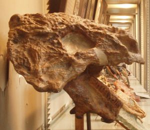 스쿠토사우루스 두개골