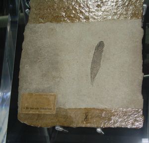 시조새의 깃털 화석