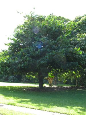 육두구과의 한 종류
