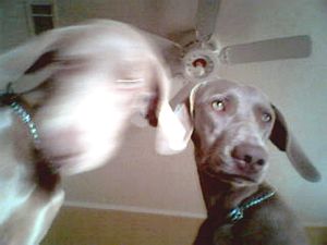 포유류는 일부가 빠른 속도로 움직일 수 있기 때문에 모션 블러에 특히 취약하다.