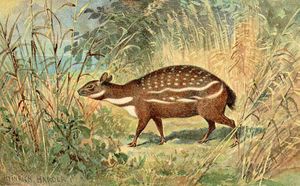 하인리히 하더의 Dorcatherium 복원도.