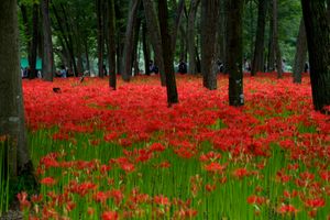 킨챠쿠다의 군생 (사이타마현 히다카시)