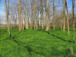 겨울에는 잎이 무성하다 (킨챠쿠다)