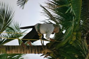 멕시코 베라크루스에서 밧줄과 도르래를 사용하여 코코야자를 수확하는 노동자