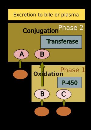 간에서의 약물 대사: 전달 효소는 글루타티온, 황산염, 아세테이트, 글루쿠론산이다. P-450은 시토크롬 P-450이다. 약물 A, B, C에 대한 서로 다른 경로가 표시되어 있다.
