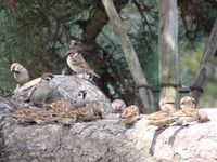 무리지어 먹이를 먹는 참새