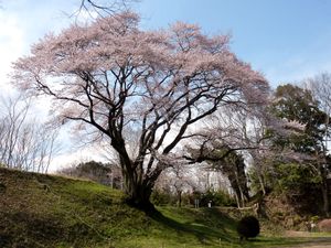 하치가타성에 있는 에도히간 벚꽃