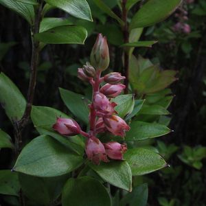 아르케리아 라케모사 (Archerieae)