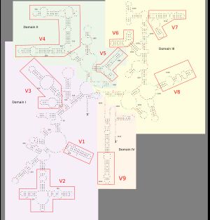 16S rRNA의 이차 구조