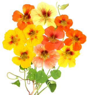 몇 가지 색상 변종