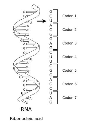 mRNA 분자의 일부에 있는 일련의 코돈. 각 코돈은 3개의 뉴클레오타이드로 구성되며, 일반적으로 단일 아미노산을 나타낸다.
