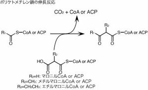 폴리케토메틸렌 사슬 신장 반응. 아실기 운반 단체(CoA 또는 ACP)에 결합된 R기(폴리케타이드 사슬)에 말로닐-CoA(또는 유도체)가 축합되어 사슬이 길어지는 과정을 보여준다.