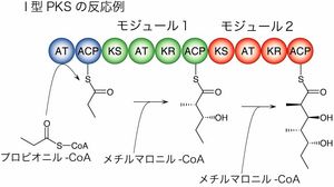 I형 PKS의 모듈 구조 예시