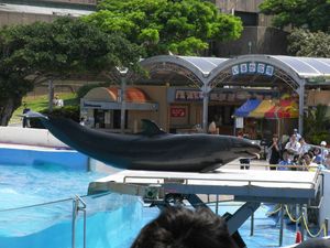 오키짱 극장의 참돌고래