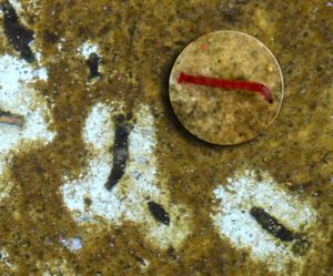 깔따구 유충(붉은 벌레)