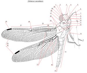배추잠자리속 Orthetrum cancellatum 의 구조2 더듬이, 3 전두, 13 가슴, 14 배, 15 꼬리털, 17 삼각실, 20 시반, 22 마디, 24 고맥, 30 겹눈