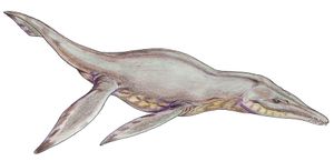 P. brachydeirus 생체 복원도