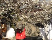 백매와 돌 와우상