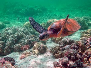 그림 17c: 지각적인 밝기를 유지한 채 색상을 −30도 회전시킨 이미지.