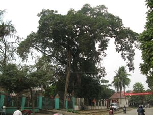 현내 길 앞 반얀나무