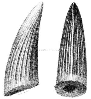 1878년 석판화 (왼쪽)와 B. walkeri와 같은 동물일 수 있는 Suchosaurus cultridens의 모식 표본 치아를 보여주는 현대 사진 (오른쪽)