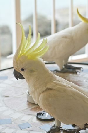 유황앵무의 깃털을 펼친 상태