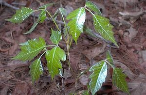 Toxicodendron pubescens(대서양 옻나무)는 우루시올 자극물을 함유한 많은 종 중 하나이다.