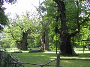 폴란드의 로갈린에 있는 레흐, 체흐, 루스의 오크