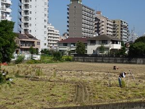 도시화의 진전에 압도되는 농업 (다마시(多摩市))