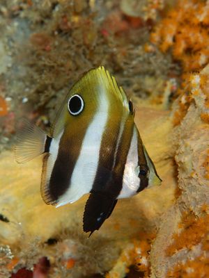 타키겐로쿠다이(Coradion속)