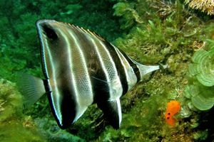 웨스턴 탤마(Chelmonops속)