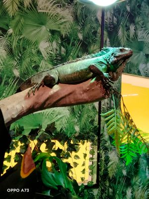 어린 녹색 이구아나