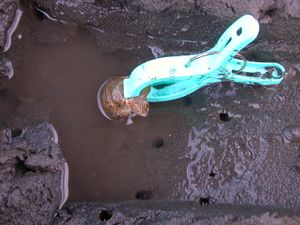 미끼가 굴에 들어가 있는 상태.