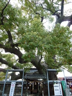 미시마 신사/군개장(薫蓋樟)